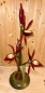 Preview: Orchidee mit Zwiebel, rot