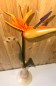 Preview: Strelitzie ohne Teelicht, natur Vase