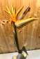 Preview: Strelitzie mit Teelicht, graue Vase bauchig